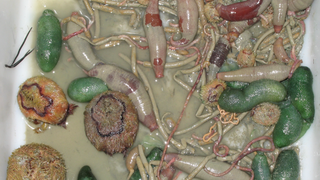 During a 2006 survey of Kaikoura Canyon, these organisms were found in a 2.2 square foot (0.2 square meter) sample of the seafloor. (Image: NIWA)